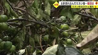 台風15号被害3週間　土砂がミカン畑に…農家の悲鳴「収穫にも支障 費用は多額」静岡市清水区