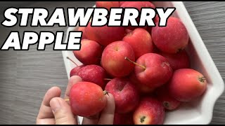 STRAWBERRY APPLE | Fruits | JamHome TV