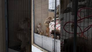 【北海道 旭山動物園】サルと友達のイノシシ！共生してます！