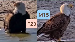 1/30 Mom F23 •1/31 Dad M15 生存確認 【2024〜2025 Southwest Florida Eagle Cam】No.23