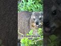 weird hyrax creature devouring greens hyrax awawa rockhyrax cute