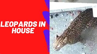 The News Of The Presence Of Leopards In The City Of Kochbihar Spread Like Wildfire