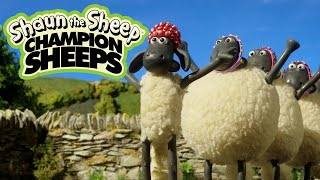 Synchronized Swimming | Championsheeps Games | Shaun the Sheep