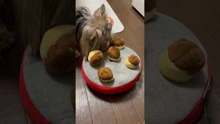 たこ焼き知育玩具でトレーニングする１歳のヨーキー #ヨークシャーテリア #yorkshireterrier #yorkshire #子犬 #dog  #ヨークシャテリア #yorkie #shorts