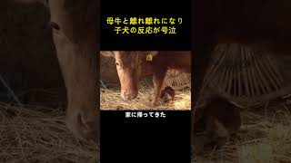 母牛と離れ離れになり、子犬の反応が号泣