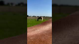 #haflinger #friese #horses #pferde