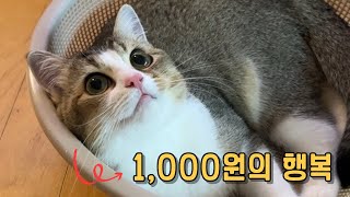 고양이에게 소쿠리를 사줬더니 벌어진 일..(귀염주의) | 고양이 브이로그