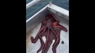 Octopuses do not have bones, so they are flexible