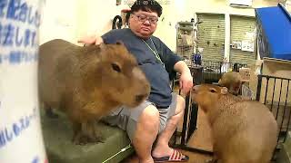 So playful capybaras Miss Potato and Ron boy :)  ポテちゃんロンくんとの楽しいひととき😊