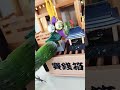 オキナインコ鐘鳴らす shortsfeed