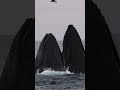 California Sea Lion Dodging Feeding Humpback whales