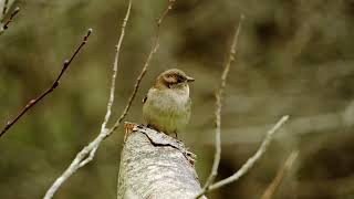 House Sparrow / Tiu in Winter - New Zealand Birds, Kapiti