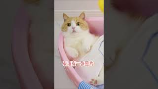 有没有觉得这只猫咪被主人养的很好【喵来啦】