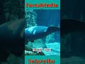 dugong.डूगोंग का हज़ारों वर्षों से तेल और माँस के लिये शिकार किया गया है।