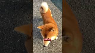 しゃべる柴犬　【柴犬ブリーダー桜諷荘】　#shorts #桜諷荘 #柴犬 #shibainu #出産 #子犬 #散歩