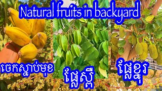 ផ្លែឈើធម្មជាតិក្រោយផ្ទះ🌳 #ផ្លែឈើ #fruit #video #nature #natural #viralvideo #cambodia #shorts #vlog