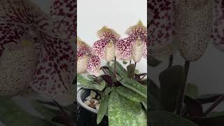 Paphiopedilum Godefroyae