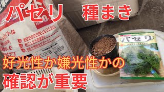 1/11【パセリ】種まき　種は好光性なので覆土を薄くしないと発芽しません