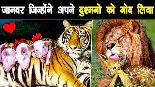 जानवर जिन्होंने अपने दुश्मनो को ही गोद ले लिया | Animals Adopting Other Animals Species