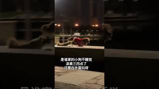 谁家好小狗这么晚了还不回家