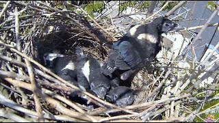 Nid de Pie Bavarde Dans Un Arbre ; Magpie ; Oisillons ; Brood ; Nest ; Petit oiseau ; Chick ; France