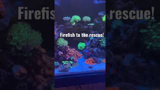 Nano reef tank! Fire fish to the rescue!! #firefish #coralreef #nanoreeftank #saltwaterfishtank