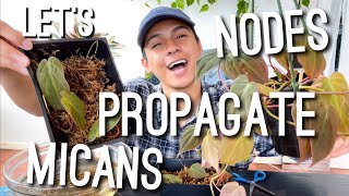 HOW I PROPAGATE MY PHILODENDRON MICANS BY NODES | EASY, FAST, CHEAP | PROPAGATIO