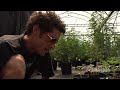 growing with the joint doctor planting transplanting part 2