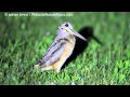 American Woodcock peenting