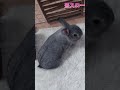 ウサギのシッポって･･🐰 ミニウサギ rabbit 飼うまで知らなかった