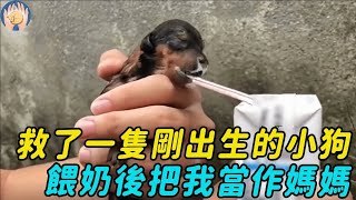 剛出生的小狗還沒手大，被拋棄後只能暴曬街頭，救下後竟把我當做媽媽!#救助 #暖心 #流浪狗 #正能量 #狗狗