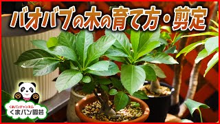 簡単！バオバブの木の育て方・剪定方法【くまパン園芸】