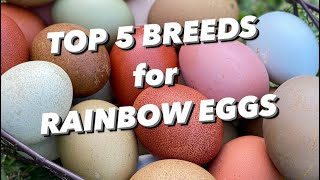 MY TOP 5 CHICKEN BREEDS FOR RAINBOW EGGS