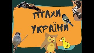 Птахи України (Інфасотка)