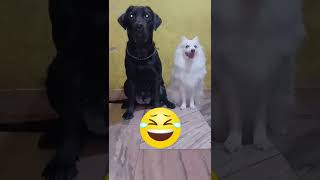 PAYTM Karo 🤣 | Angel and Ana ❤️ #shorts #funny #dog