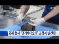 희귀 철새 댕기바다오리 고창서 발견 ytn