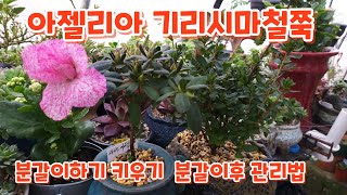 #기리시마철쭉 # 아젤리아  분갈이하기  키우기