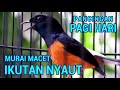 PANCINGAN PAGI HARI❗❗ MURAI MACET IKUTAN NYAUT❗❗