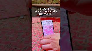 【簡単】スマホで徐々にピントが合う動画の撮り方（撮影者:Hiro）#shorts #iphone #iphone撮影 #講座 #rkphoto