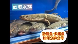 藍域水族All Blue🐟恐龍魚/多鰭魚如何分辨公母·恐龍公母·polypterus