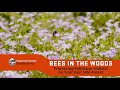 Bees in the woods: Promoting pollinator habitat on your east side forest