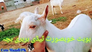 Bakra Mandi Hyderabad Pakka Qilla | Gulabi Goat | Eid UL Adha 2023 | @narejogoatfarm9487