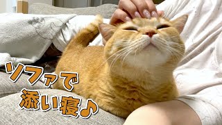 パパが風邪をひいたので愛猫とソファで寝たら幸せすぎました…