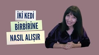 Kedileri Birbirine Alıştırma Süreci | Albus \u0026 Duman 🤍