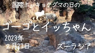 🧸　国際ホッキョクグマの日　ゴーゴとイッちゃん　～よこはま動物園ズーラシア～