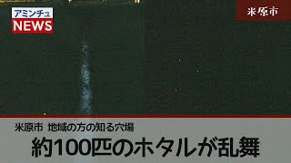 【アミンチュニュース】米原市 地域の方の知る穴場 約100匹のホタルが乱舞