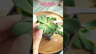 웃자란 다육이 적심(23.6.2)💦  #다육이관리 #다육이번식 #적심방법 #무명이 #succulents #plants #多肉植物