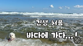 둥이 견생 첫 바다에 가다..!(feat.까미&로주언니)  반려견 동반 숙소, 스테이다로🏠, 속초 반려견 동반 식당, 다온카페☕️, 하조대, 양양🐏🐑