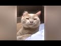 Funniest Animals 2024 🤣 New Funny Cats and Dogs 😻🐶 Part 30
