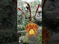 psychopsis mariposa orchid anggrek